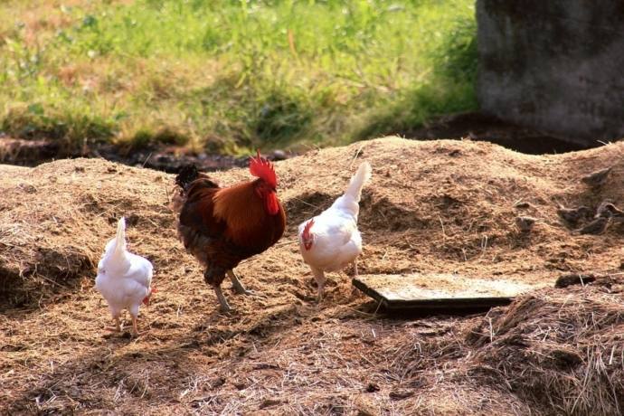 eroski-promete-vender-huevos-de-gallinas-de-suelo