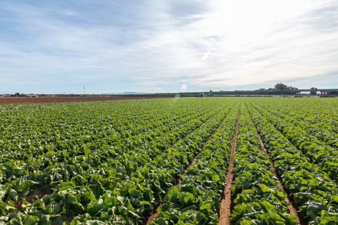 Vegetales Línea verde