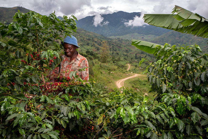 Nespresso continúa con su labor de recuperación de cultivos de café