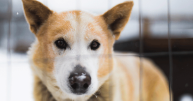 Las tiendas de animales, preocupadas por la nueva ley de animales