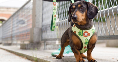 Dukier, especializada en moda animal, aumenta sus ventas un 56%