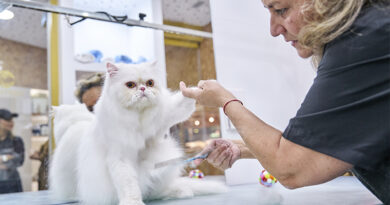 El Corte Inglés inaugura ‘Contigo Cuidados’, un spa para mascotas