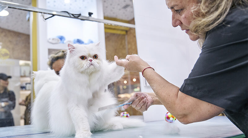 El Corte Inglés inaugura ‘Contigo Cuidados’, un spa para mascotas