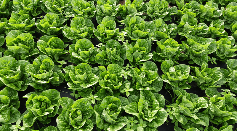 Damm y Ametller Origen transforman residuos cerveceros en fertilizantes orgánicos Damm y Ametller Origen transforman residuos cerveceros en fertilizantes orgánicos