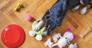 Más de la mitad (51,5%) sitúa como principal partida la alimentación de alta calidad, seguida de los servicios veterinarios (28,5%)