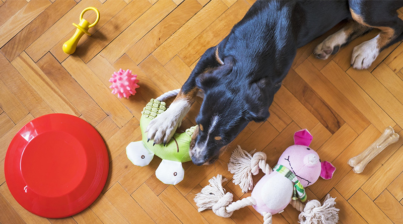 Más de la mitad (51,5%) sitúa como principal partida la alimentación de alta calidad, seguida de los servicios veterinarios (28,5%)