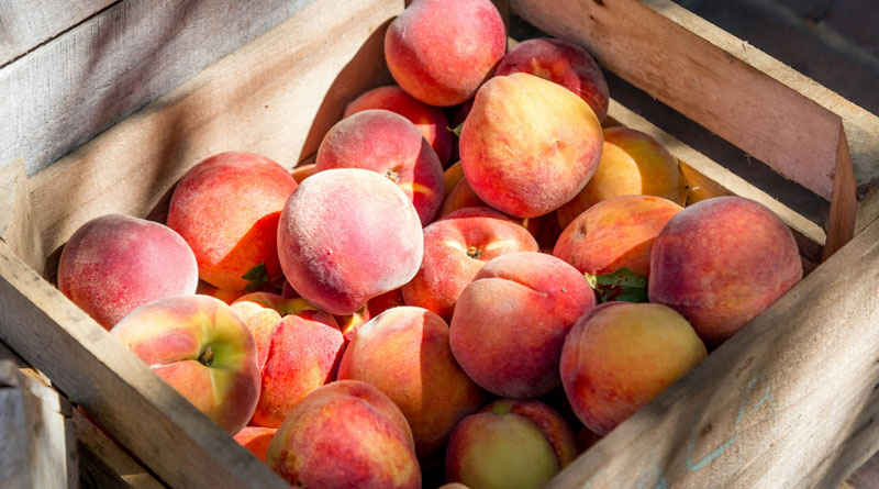 Jhasa pide revisar seguros ante la campaña de fruta de hueso